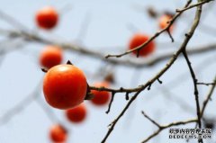 “风水仍是一窝（地面花